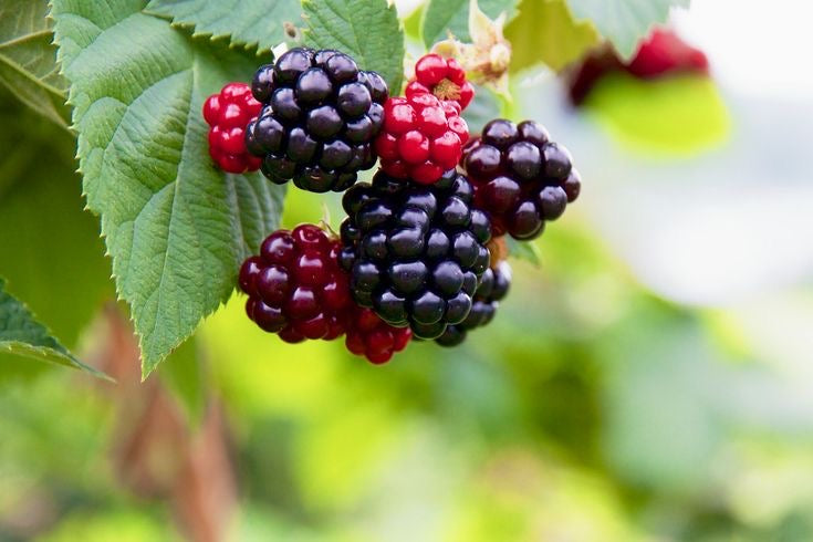 Blackberries - Homegrown Collection