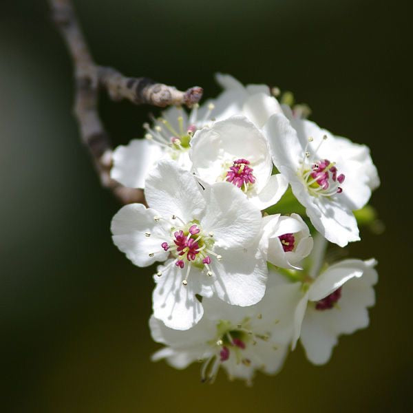 Pear Blossom Tree - Homegrown Collection