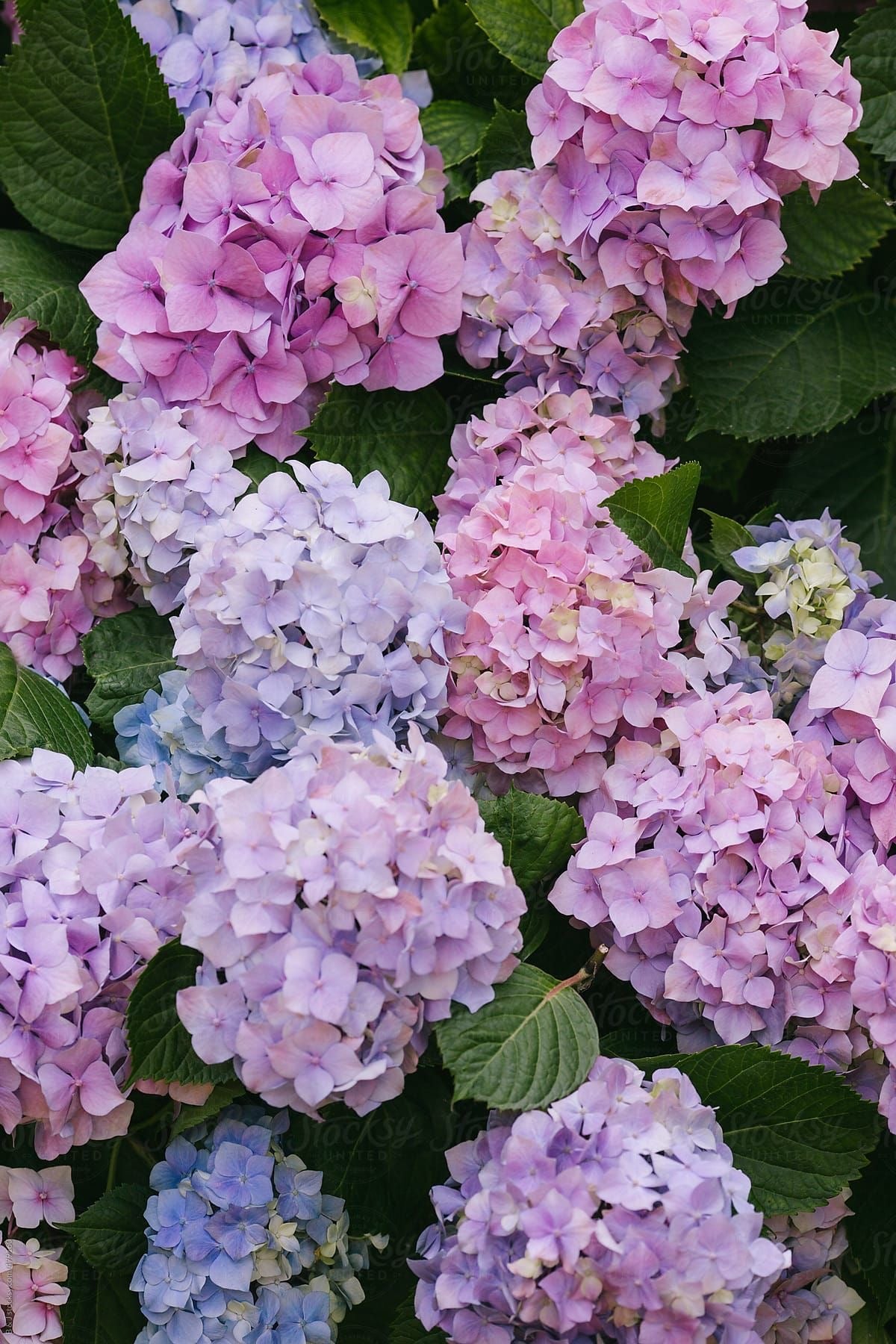 Hydrangeas - Homegrown Collection