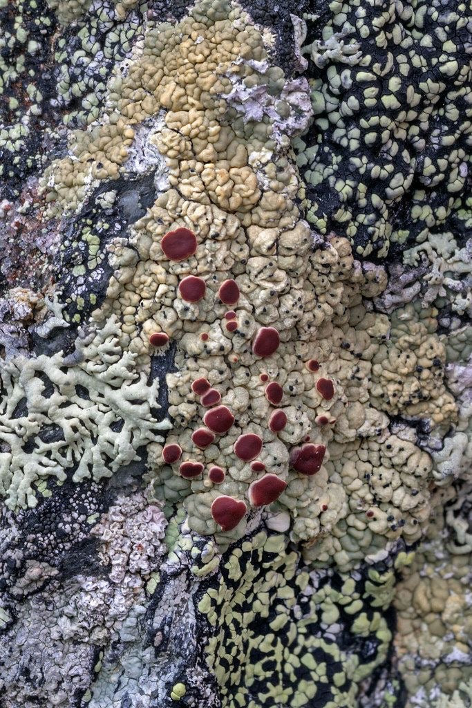 On The Rocks - I Lichen You A Lot Collection