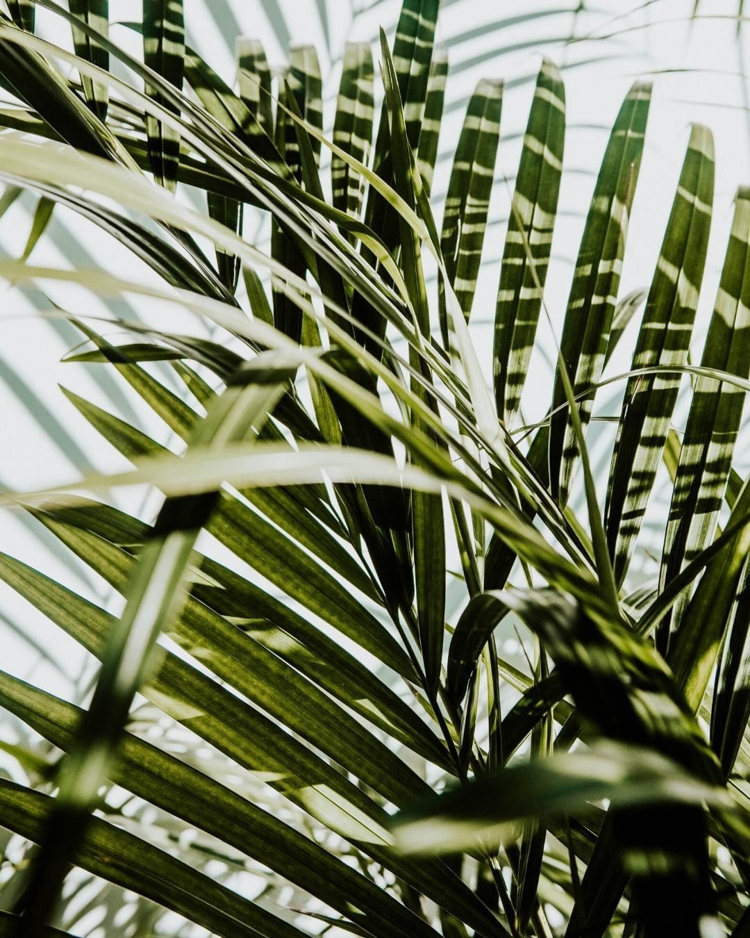 Majesty Palm - Homegrown Collection
