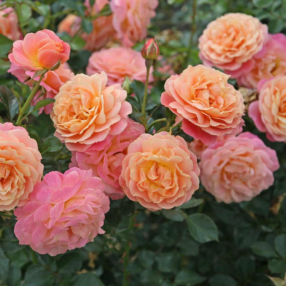 Climbing Rose - Homegrown Collection