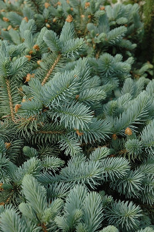 Colorado Blue Spruce - Homegrown Collection