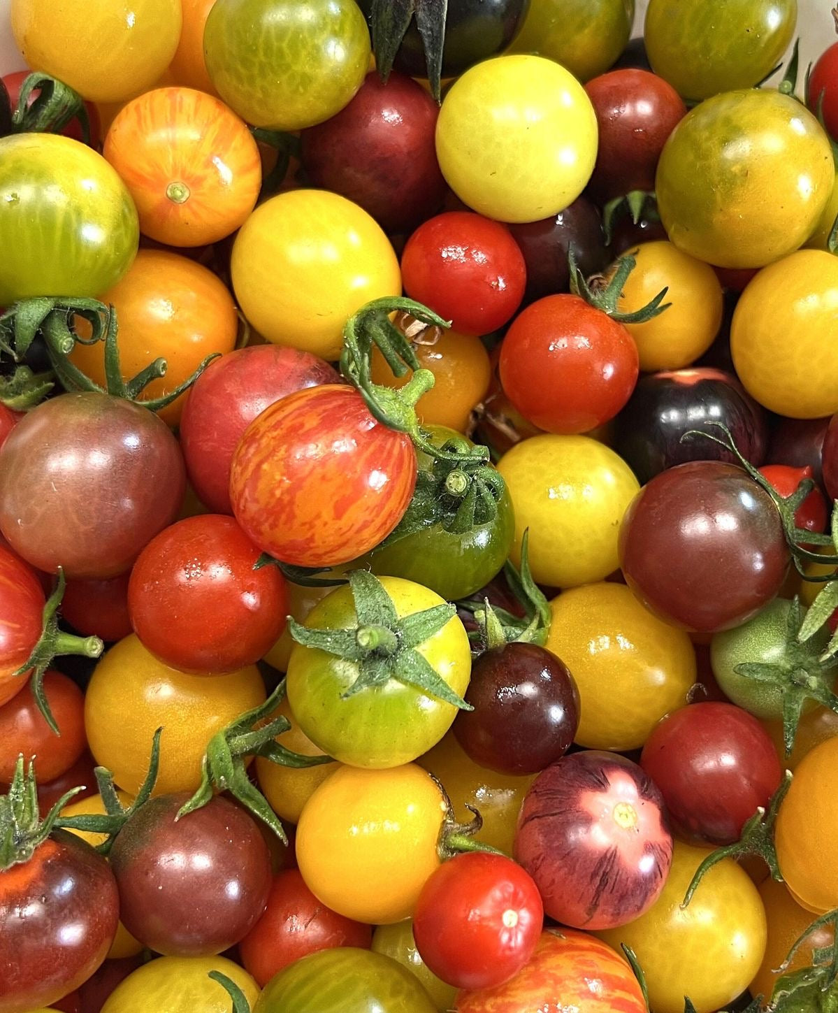 Cherry Tomato - Homegrown Collection