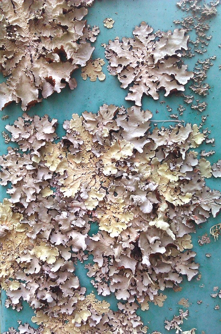 Hey There, Sporegeous - I Lichen You A Lot Collection