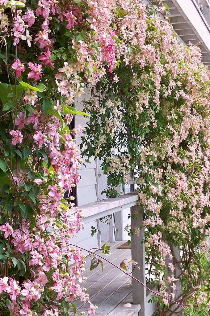 Clematis - Homegrown Collection