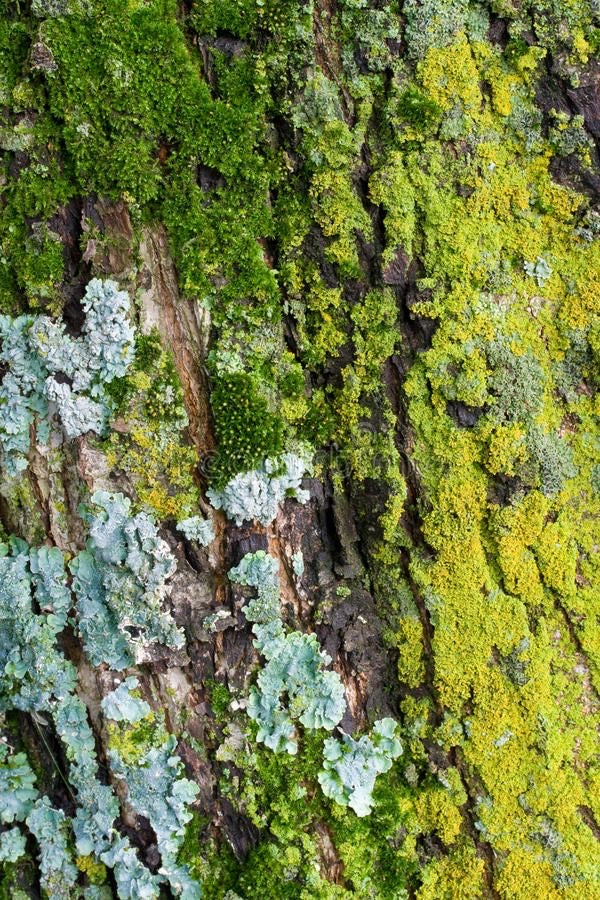 Green With Envy - I Lichen You A Lot Collection