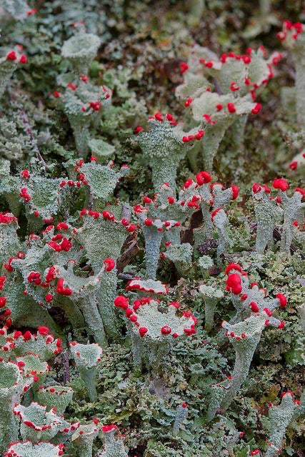 I Love You So Mush - I Lichen You A Lot Collection